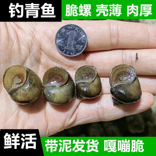 钓青鱼脆螺鲜活饵料小田螺