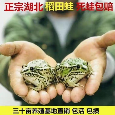 吃蚊虫大青蛙水族宠物