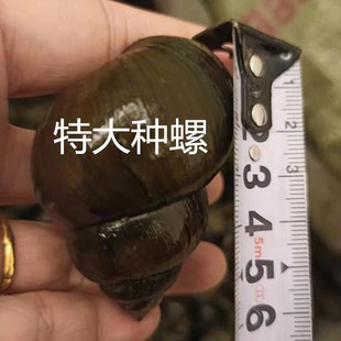 【顺丰空运】新鲜特大田螺鲜活小田螺种螺田螺苗大石螺新鲜种螺
