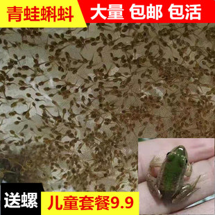 特价小蝌蚪青蛙卵小青蛙冷冻稻田蛙养殖黑斑蛙活体龙鱼饲料活饵料