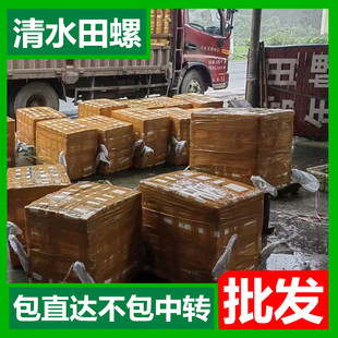 石螺钓鱼螺鲜活钓鱼饵料黑鲩螺蛳青挂钩薄壳小号田螺钓鱼打窝料