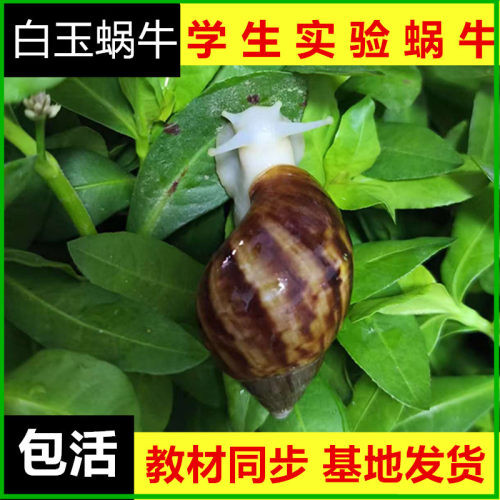 白玉蜗牛活体宠物观赏教学观察