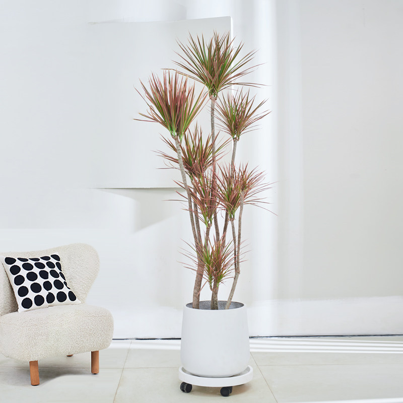 七彩千年木室内大型绿植客厅盆栽吸甲醛办公室龙血树造型铁树植物