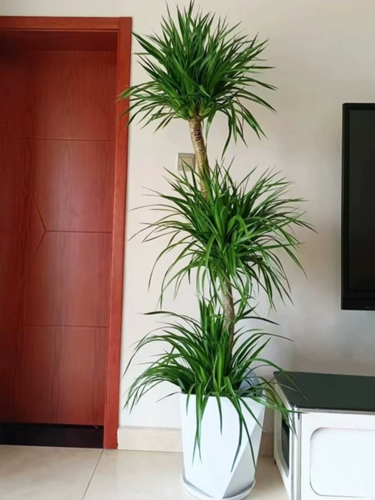 龙血树客厅风水树绿植盆栽室内好养龙须树植物【基地直播一物一拍