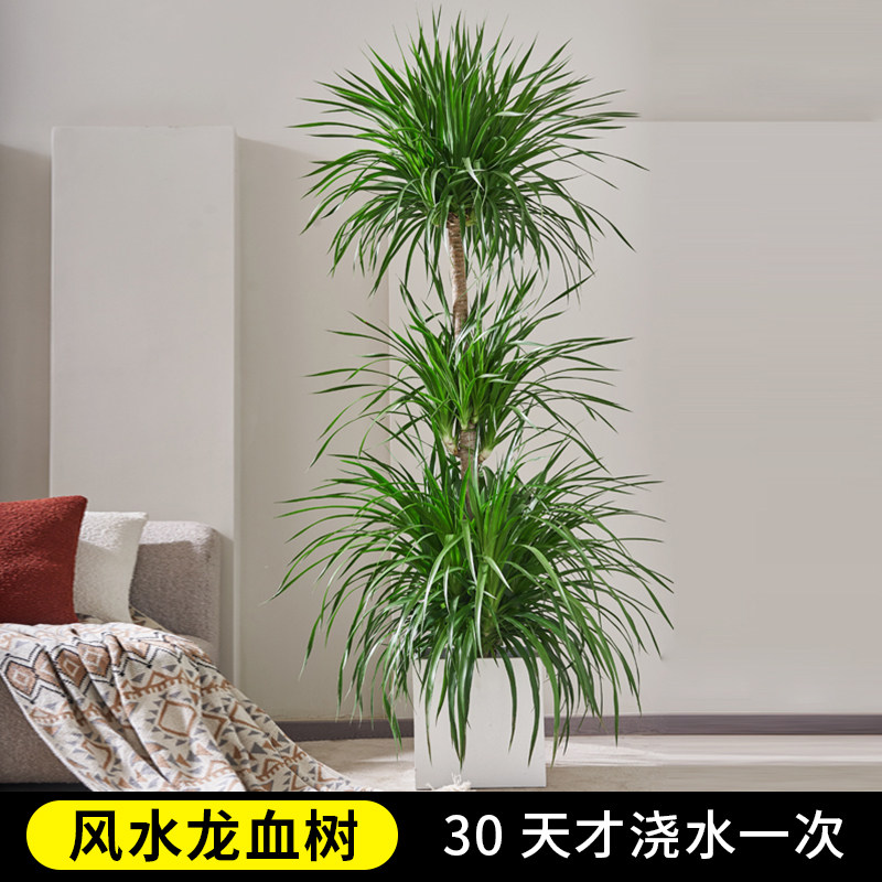 龙血树盆栽龙须树客厅绿植造型室内大型办公室植物盆景一物一拍