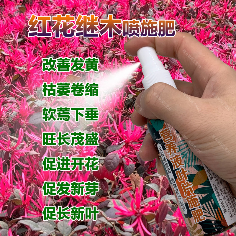 红花继木专用肥料盆景地栽土营养液发黄枯萎卷缩软蔫下垂叶面肥料,鲜花速递/花卉仿真/绿植园艺,家庭园艺肥料,淘宝优惠券,粉丝福利购,淘宝优惠卷