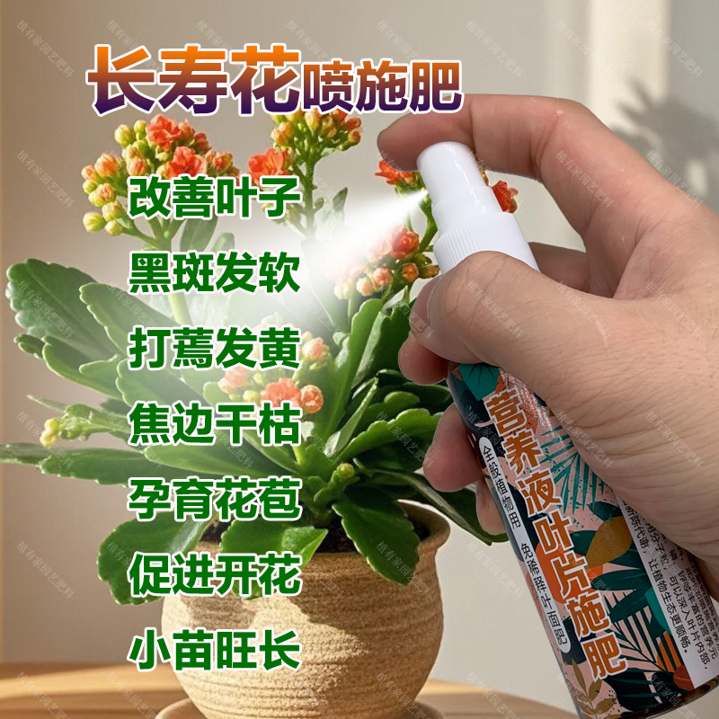 长寿花专用肥料盆栽营养液叶子黑斑发软打蔫发黄焦边干枯叶面肥料
