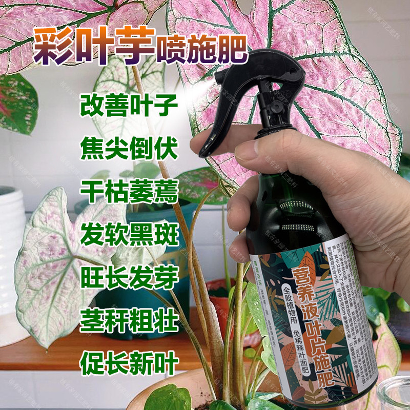 彩叶芋专用肥料种球小苗水培专用土培盆栽植物营养液喷剂叶面肥料,鲜花速递/花卉仿真/绿植园艺,家庭园艺肥料,淘宝优惠券,粉丝福利购,淘宝优惠卷
