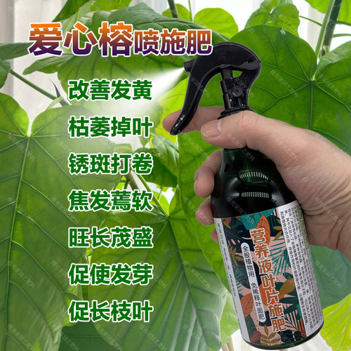 爱心榕专用肥料伞榕盆栽心叶榕树营养液旺长茂盛发芽长枝叶面肥料