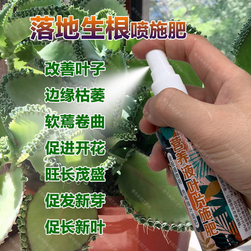 落地生根专用肥料养殖盆栽多肉植物不死鸟土壤开花营养液叶面肥料