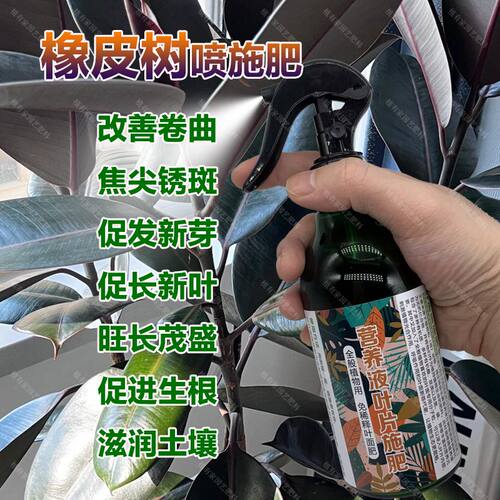 橡皮树专用肥料促分枝发侧芽营养液黑金刚橡皮树盆栽长新叶喷施肥