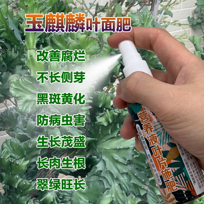 玉麒麟专用肥料盆栽营养液多肉植物仙人掌增肥粗茎使生根盆景肥料图片