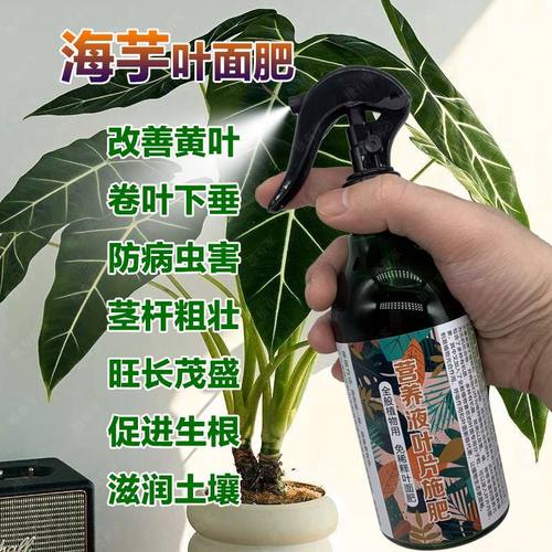 龙鳞大仙女白犀牛绿天鹅绒海芋专用肥料营养液盆栽植物浓缩水溶肥