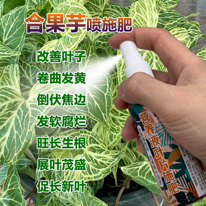 合果芋专用肥料养殖花盆栽种球水培专用土培花肥营养液叶面肥肥料图片