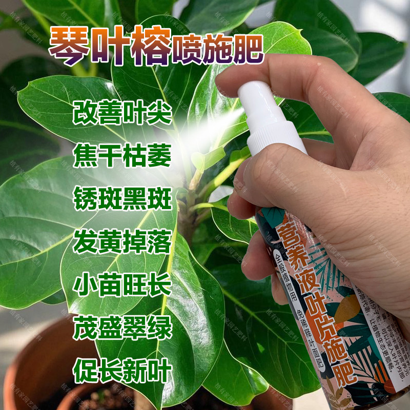琴叶榕专用肥料绿植营养液叶尖焦干枯萎锈斑黑斑发黄掉落叶面肥料,鲜花速递/花卉仿真/绿植园艺,家庭园艺肥料,淘宝优惠券,粉丝福利购,淘宝优惠卷