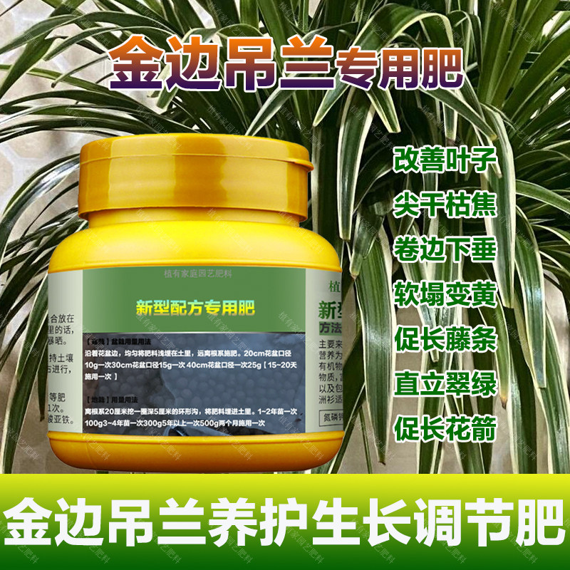 金边吊兰专用肥料养护种球水培土养殖营养液叶面肥金边吊兰花肥料