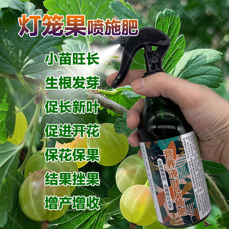 灯笼果树专用肥料盆栽种植果树营养液旺长生根发芽促长新叶面肥料,鲜花速递/花卉仿真/绿植园艺,家庭园艺肥料,淘宝优惠券,粉丝福利购,淘宝优惠卷