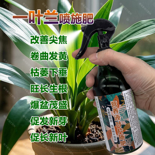 一叶兰专用肥料绿植土营养液旺长生根爆盆茂盛发新芽长新叶面肥料