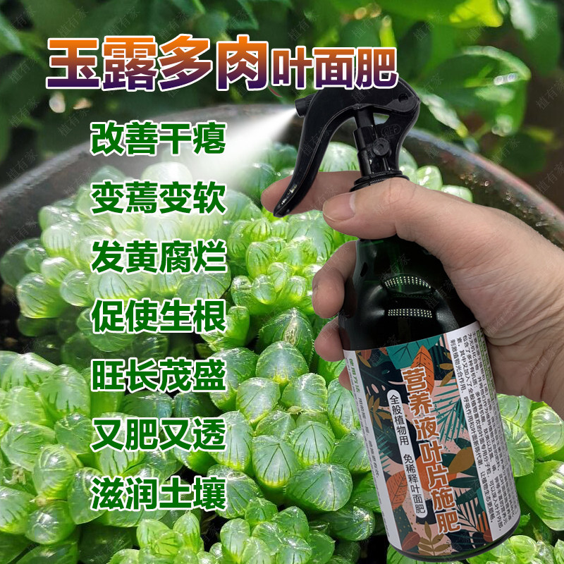 玉露专用肥料爆芽多肉植物营养液改善叶片干瘪腐烂变蔫变软施肥料,鲜花速递/花卉仿真/绿植园艺,家庭园艺肥料,淘宝优惠券,粉丝福利购,淘宝优惠卷