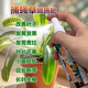 捕蝇草专用肥料食虫营养液叶子发黄发黑发蔫耷拉叶片下垂叶面肥料