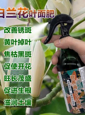 白兰花专用肥叶黑斑枯黄落叶焦尖粉病白玉黄角果兰花肥营养液虫药