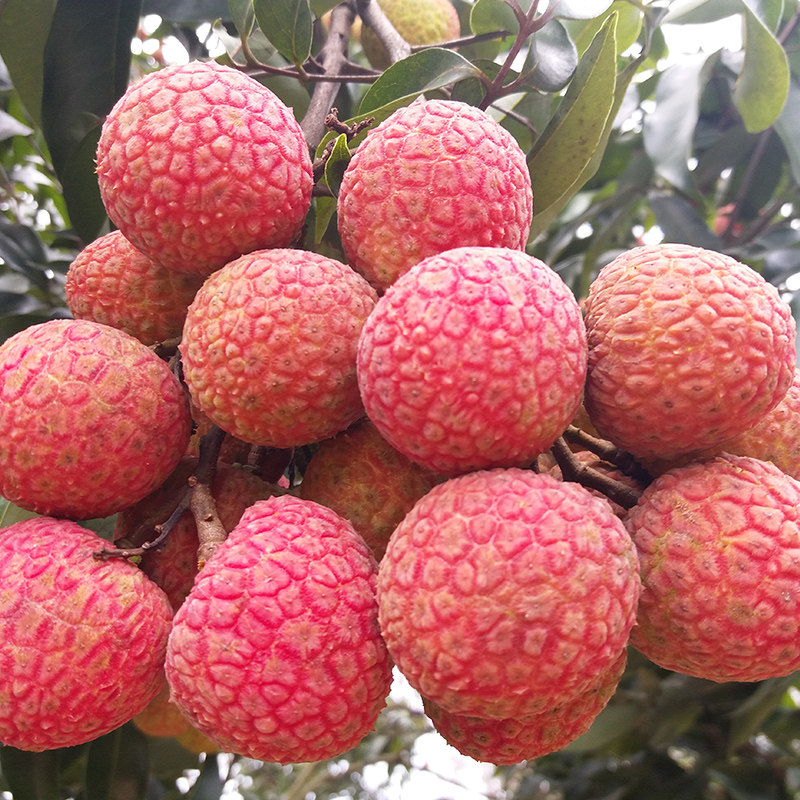 【现货空运】广东茂名高州新鲜白糖罂 桂味老树荔枝水果5斤装包邮