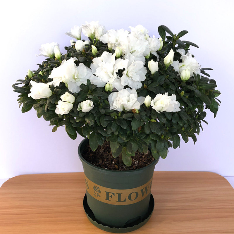 纯白色杜鹃花 开白色的花卉 比利时粉色桃雪四季开花好养阳台盆栽