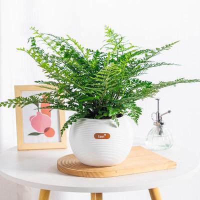 吉姆蕨水培植物懒人花卉绿植季节办公室桌面耐阴耐旱蕨类观叶植物