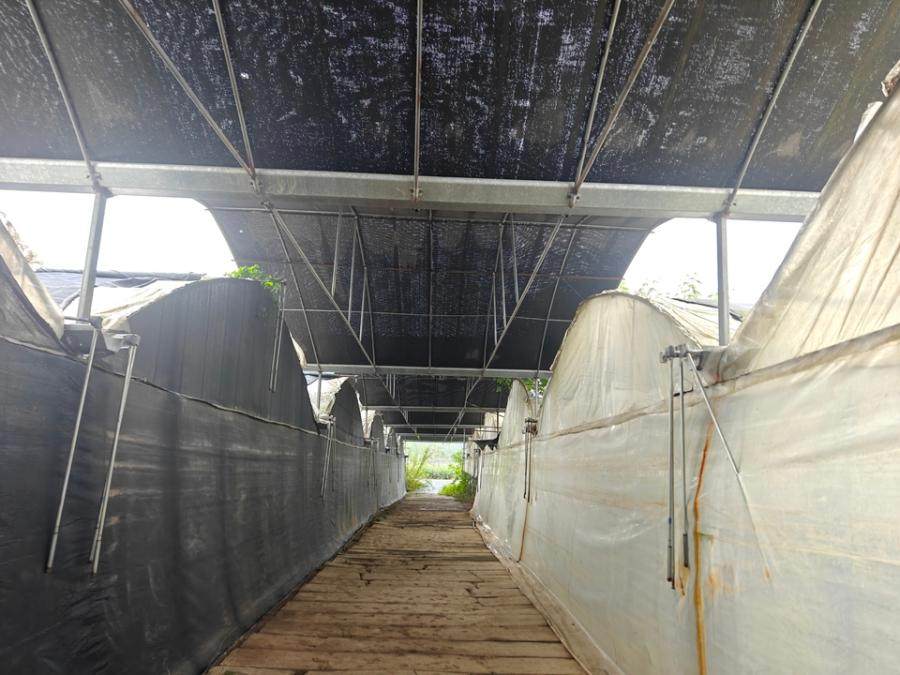 1月10日襄阳袋料大棚等设施网络拍卖公告