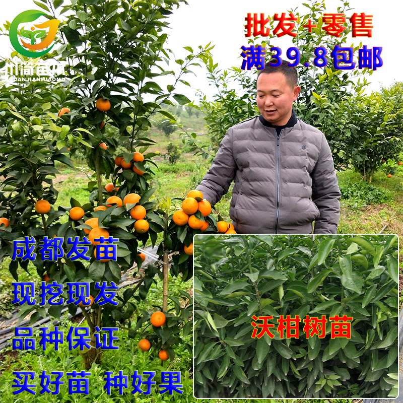 沃柑树苗川简苗木高糖晚熟树苗