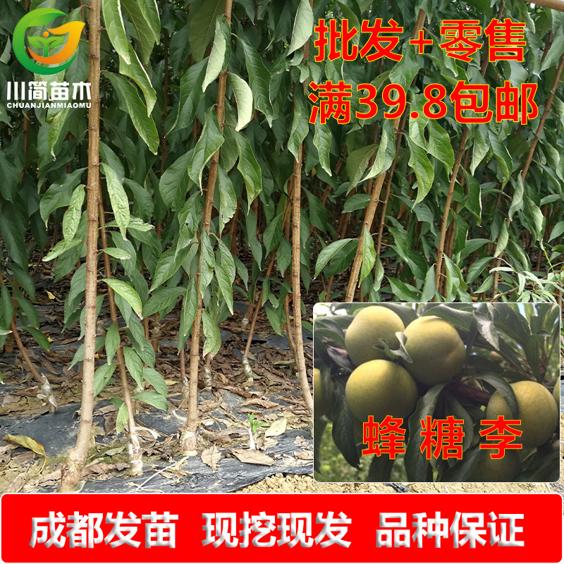 热卖优质嫁接蜂糖李子冰糖李六马镇水果树苗基地出售南方北方种植,鲜花速递/花卉仿真/绿植园艺,果树,淘宝优惠券,粉丝福利购,淘宝优惠卷