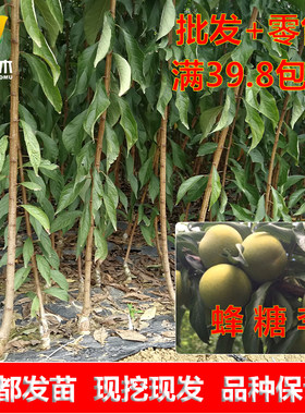 四川蜂糖李树苗南北方种植