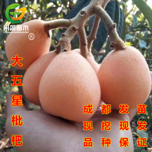 四川嫁接优质大五星枇杷水果树苗木苗圃带原土发苗成活高基地直发