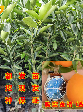 新品种常绿脆蜜金桔金柑大果树苗