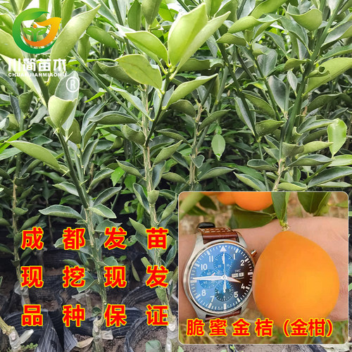 新品种常绿脆蜜金桔金柑大果树苗