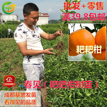 热销优质 春见树苗 耙耙柑树苗春见苗柑桔橘子带土营养杯水果树苗