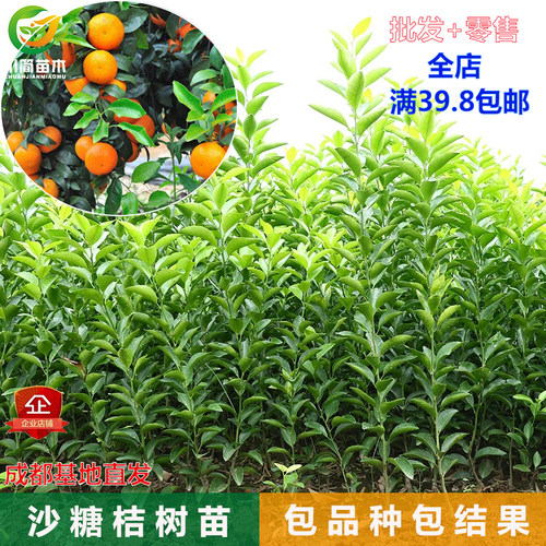 晚熟四会沙糖桔树苗过年吃的果子