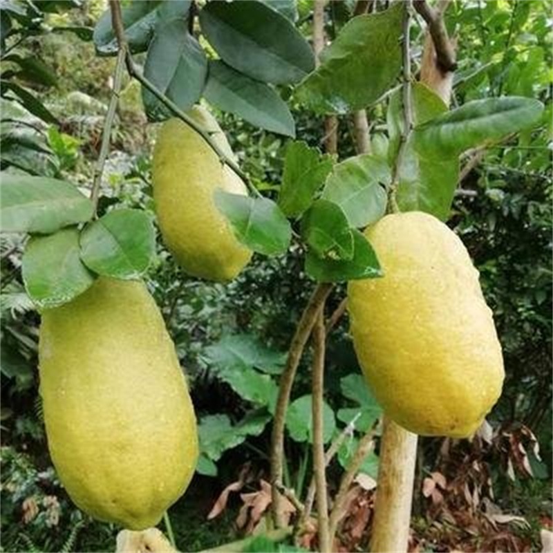 常绿香水柠檬树苗地栽盆栽