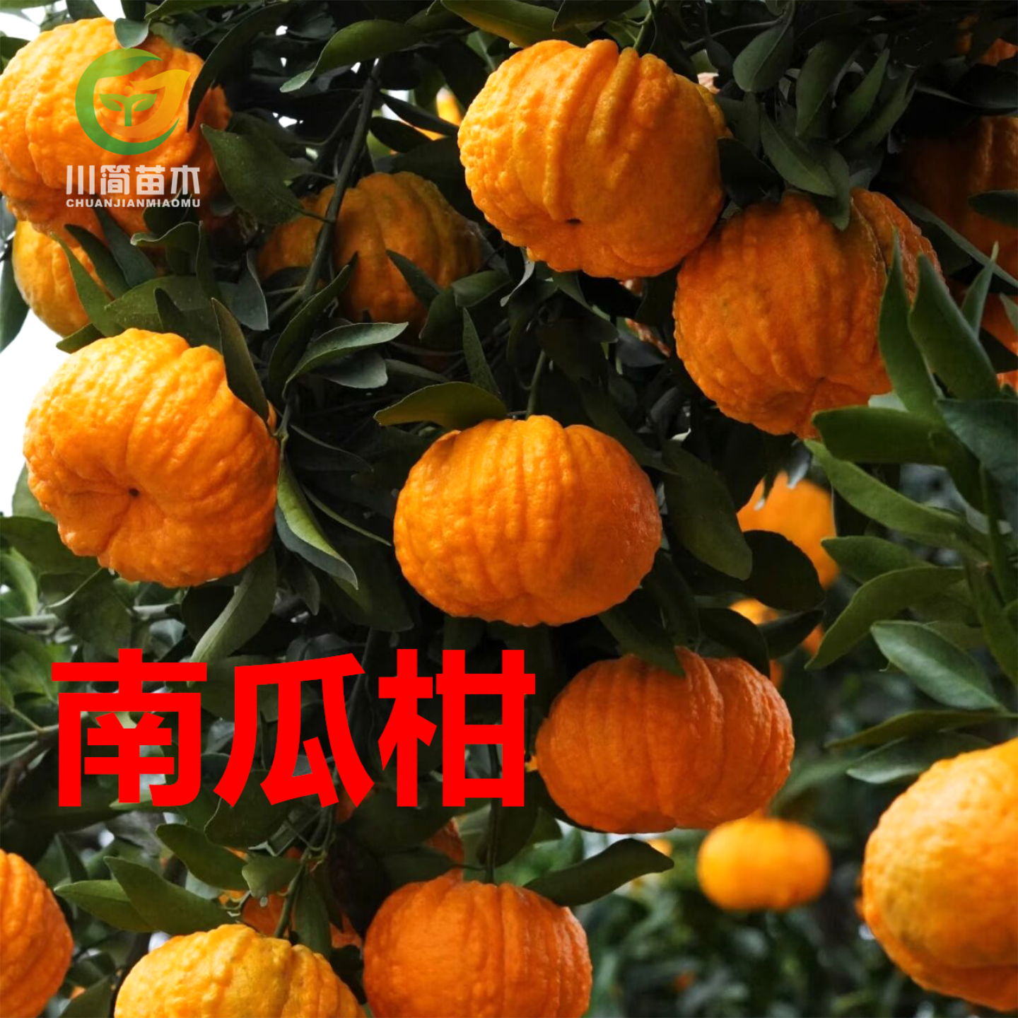 新品种南瓜柑树苗 灯笼柑橘苗 庭院盆栽地栽 袋装容器柑桔树苗,鲜花速递/花卉仿真/绿植园艺,果树,淘宝优惠券,粉丝福利购,淘宝优惠卷