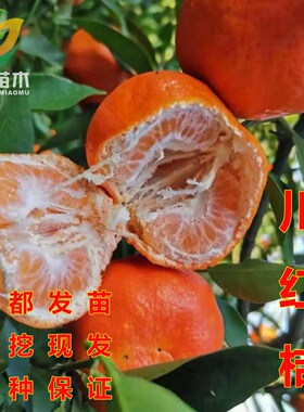 四川红桔苗万州古红橘川红柑橘苗大红袍橘子苗南北方种植陈皮原料