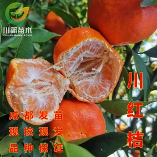 四川红桔苗万州古红橘川红柑橘苗大红袍橘子苗南北方种植陈皮原料
