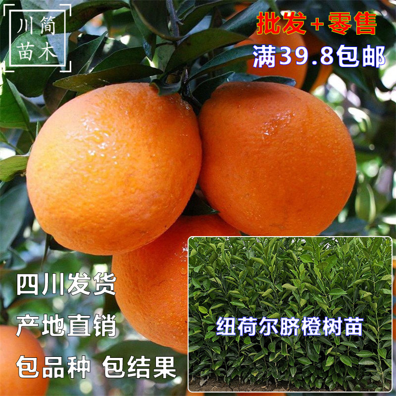 推荐四川优质嫁接纽荷尔脐橙纽贺尔柑橘桔子果树苗塔罗科血橙树苗在类目 鲜花速递/花卉仿真/绿植园艺, 花园植物/行道树/果树, 果树中 - 来自Buy2taobao.com提供专业的淘宝代购服务