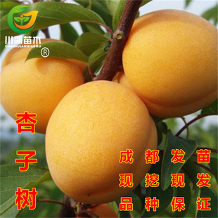热销四川优质嫁接金太阳杏子水果树苗大果杏水果树苗地栽成活率高