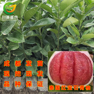 泰国红宝石青柚子树 新品种水果嫁接大柚子苗果树苗木 可盆栽地栽