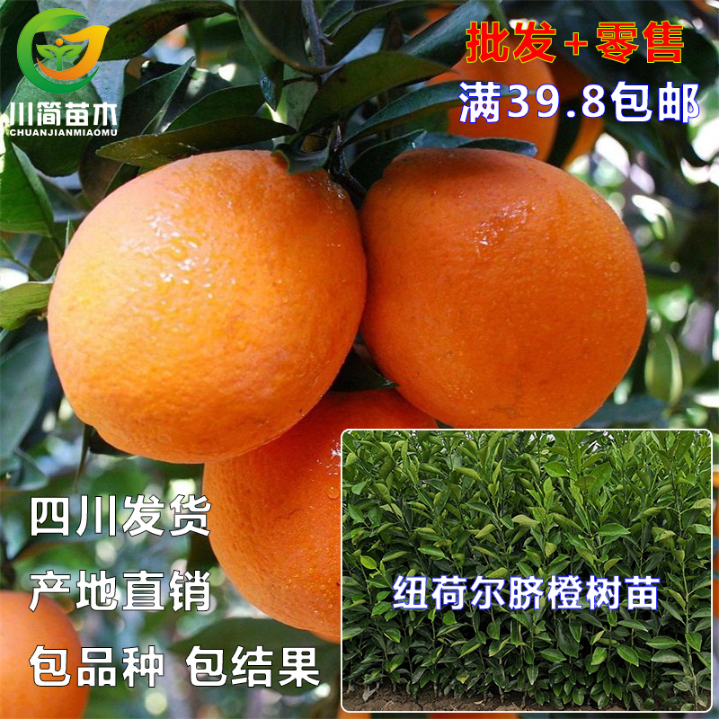 早熟果树川简苗木纽荷尔脐橙树苗