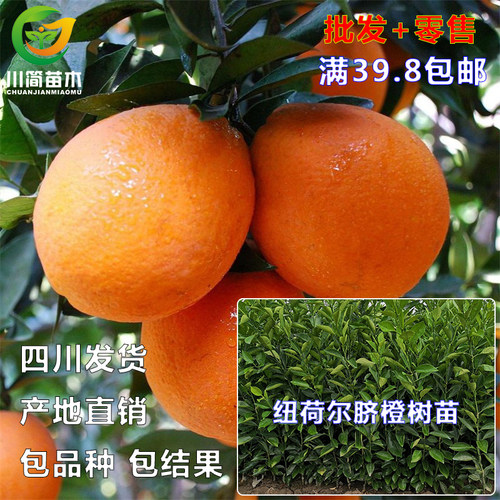 早熟果树川简苗木纽荷尔脐橙树苗