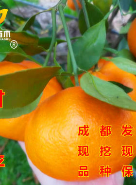 川简苗木嫁接大果型甘平树苗带土