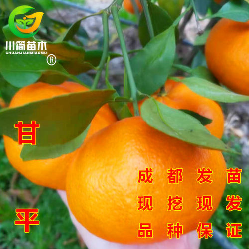 川简苗木嫁接大果型甘平树苗带土