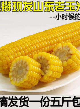 山东老玉米新鲜笨玉米苞米棒五斤
