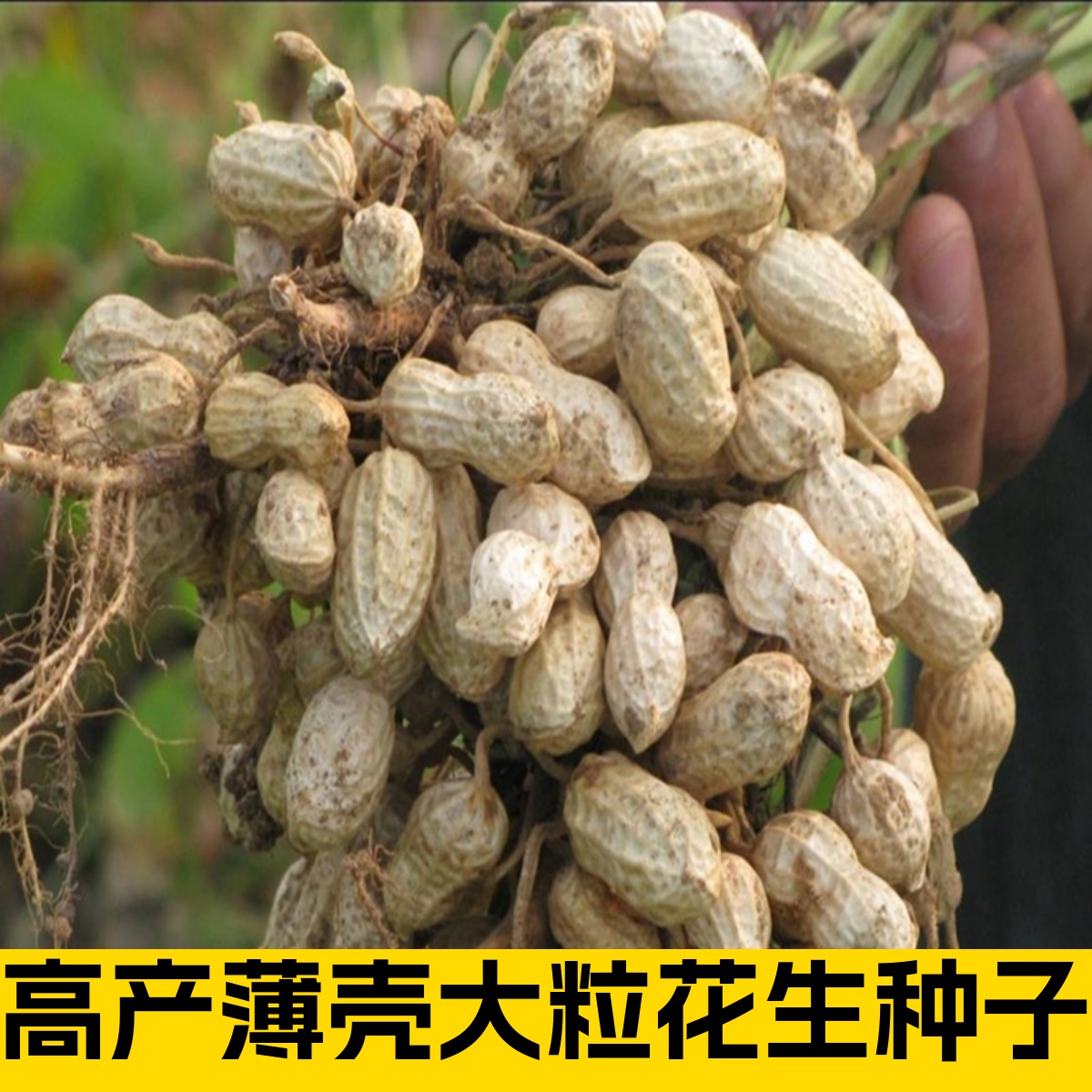 高产花生种子矮杆早熟花育25薄壳批发带壳干花生薄皮抗病抗旱新品